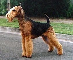 Airedale Terrier - Terrier breed known for being Affectionate and Intelligent