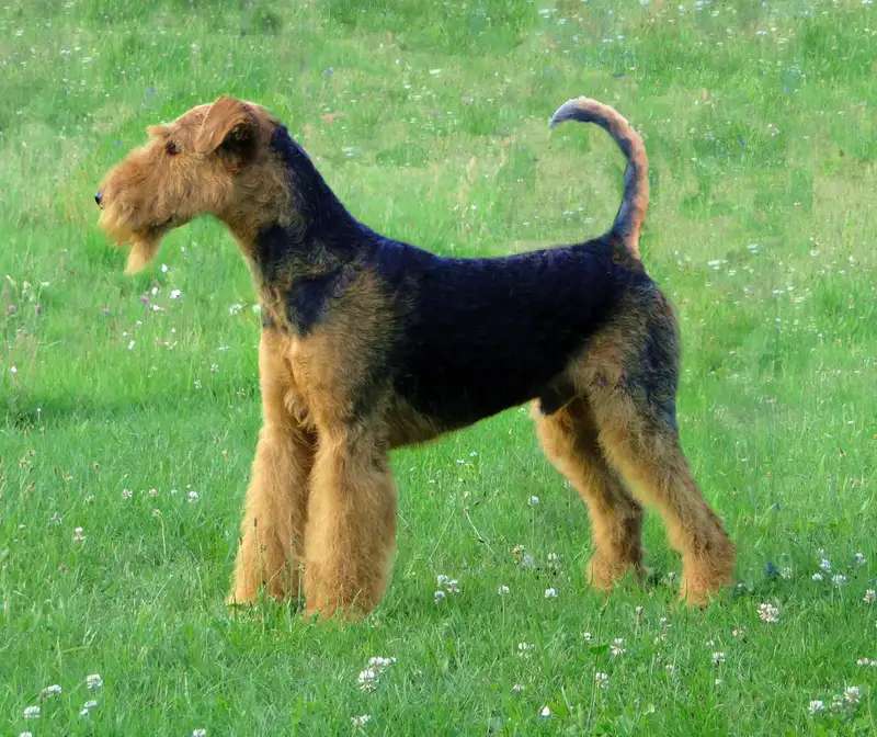 Airedale Terrier photo thumbnail 2