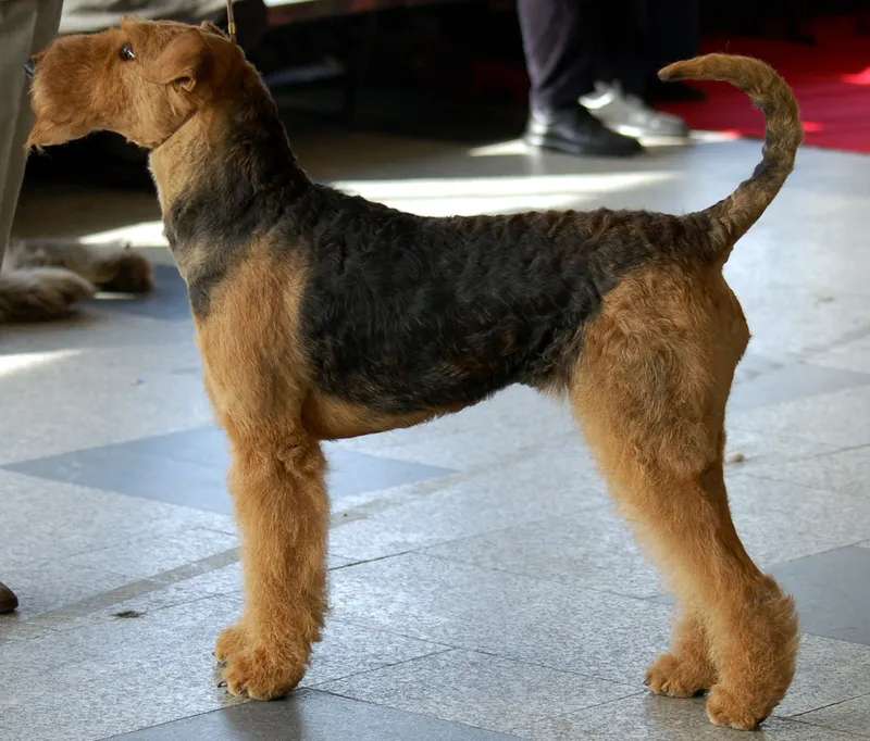 Airedale Terrier photo thumbnail 3