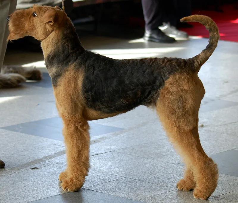 Airedale Terrier, a 91% match to Gull Terrier