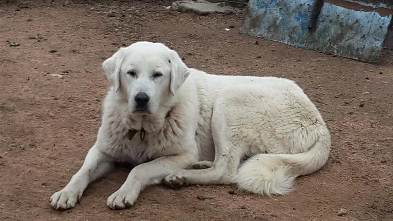 Akbash - Working breed known for being Brave and Calm