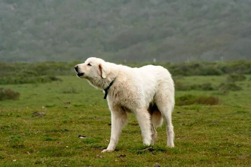 Akbash photo thumbnail 2