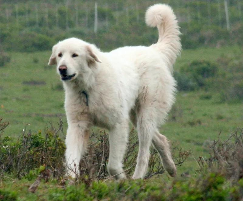 Akbash, a 86% match to Kuvasz