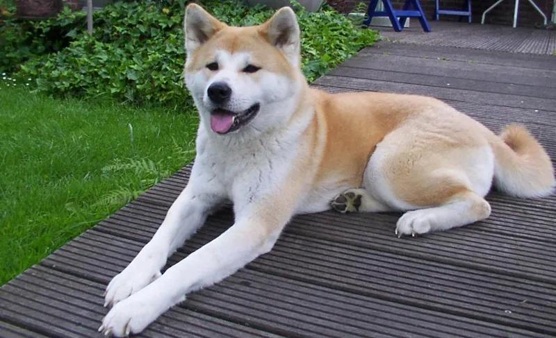 Akita, a 83% match to Austrian Pinscher