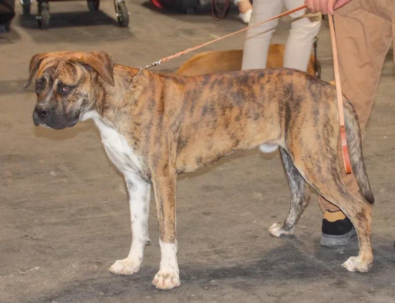 Alano Español, a 89% match to Bully Kutta