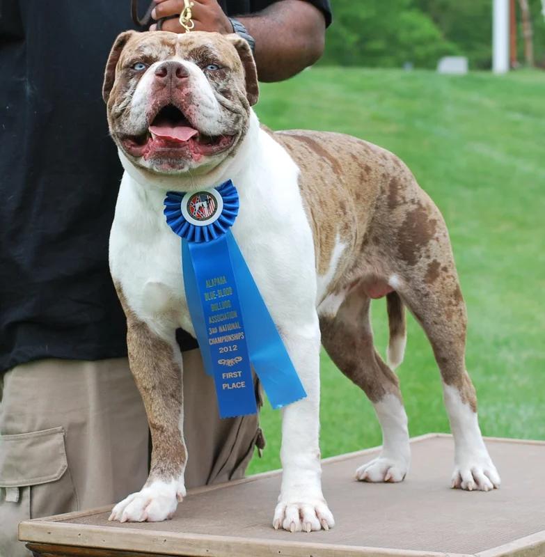 Alapaha Blue Blood Bulldog, a 88% match to Markiesje