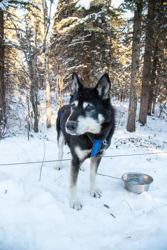 Alaskan Husky photo thumbnail 1
