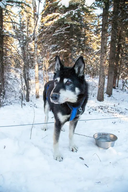Alaskan Husky - Working breed known for being Energetic and Friendly