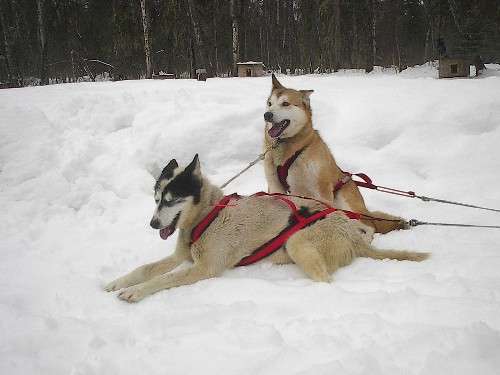 Alaskan Husky photo thumbnail 2