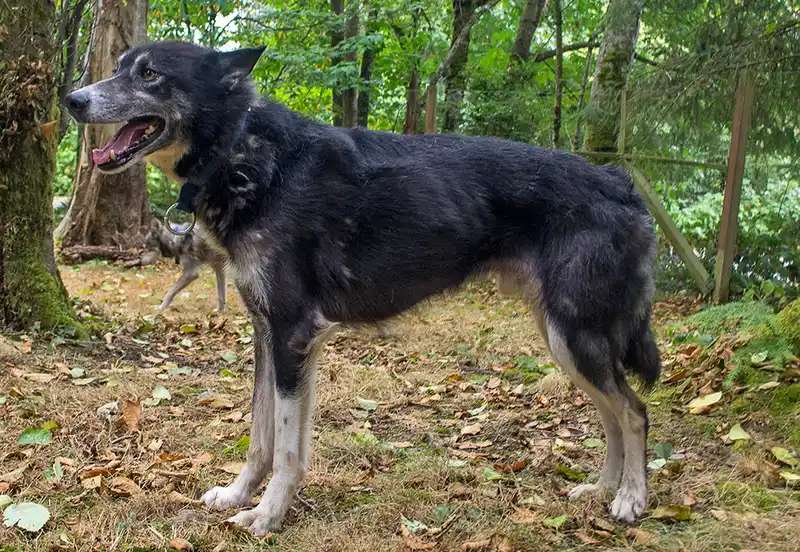 Alaskan Husky photo thumbnail 4