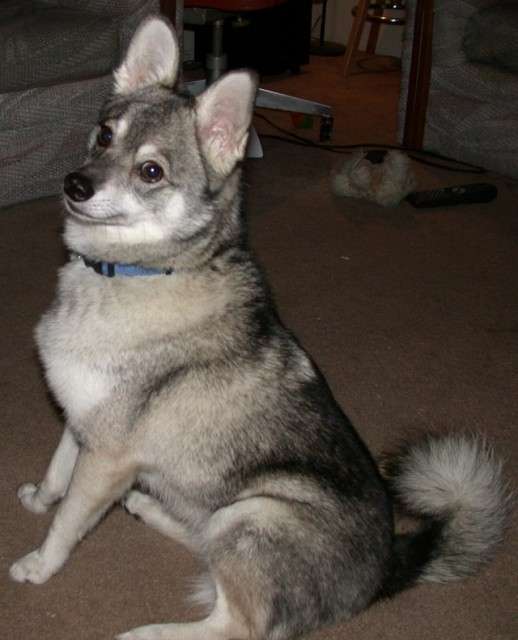 Alaskan Klee Kai photo thumbnail 2
