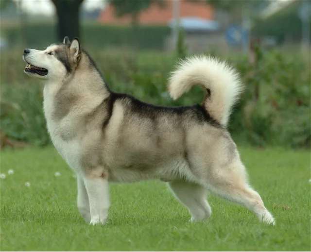 Alaskan Malamute photo thumbnail 1