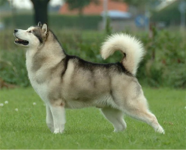 Alaskan Malamute - Working dog breed