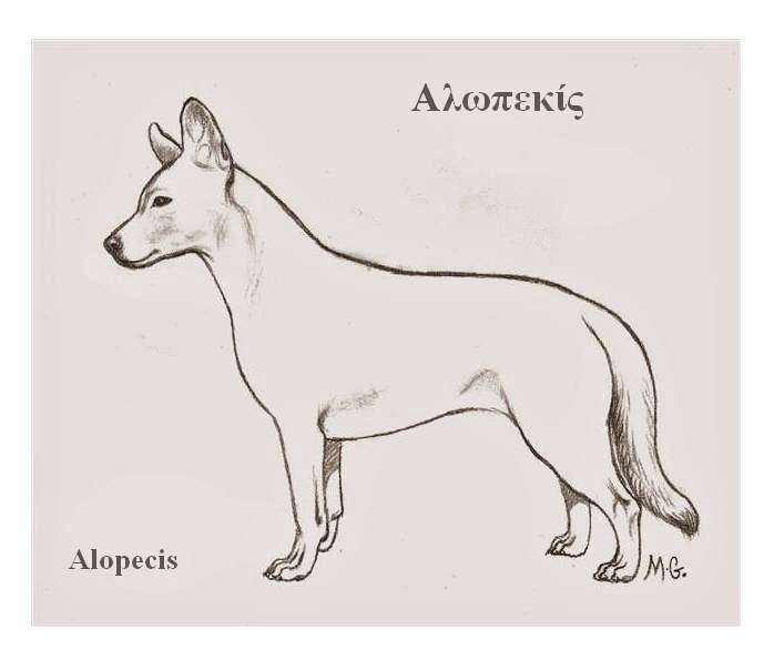 Alopekis photo thumbnail 2