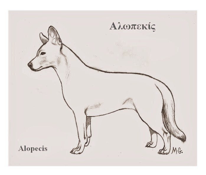 Alopekis - Companion breed, Affectionate and Alert