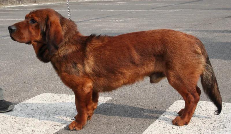 Alpine Dachsbracke, a 88% match to Armant