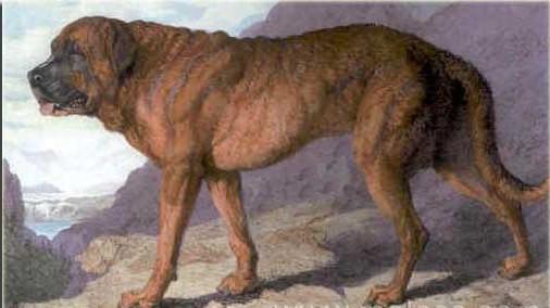 Alpine Mastiff, a 86% match to Spanish Mastiff