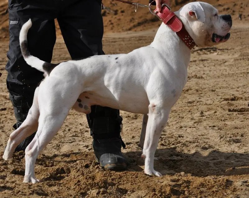 American Bulldog - Working breed known for being Affectionate and Confident