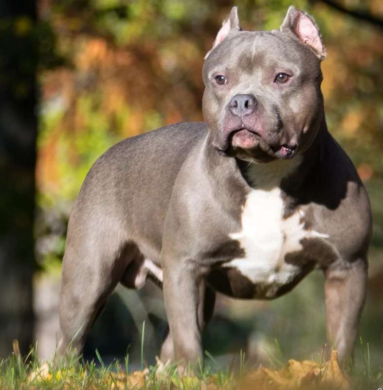 American Bully photo thumbnail 1