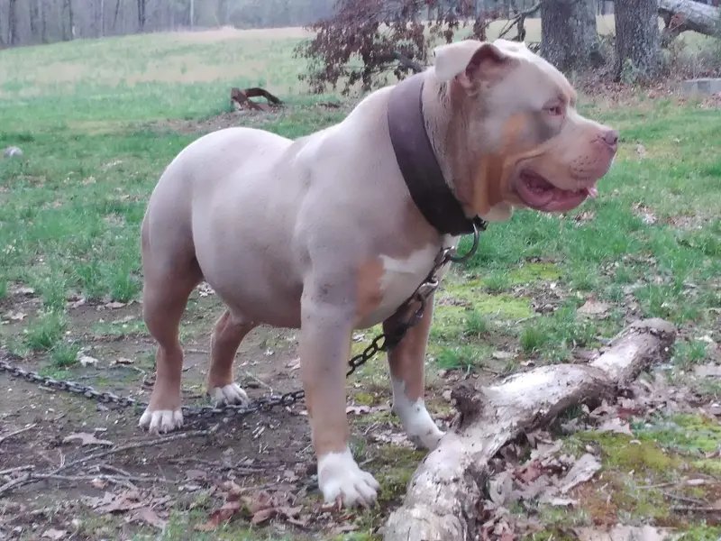 American Bully - Mixed Breed breed, Affectionate and Intelligent