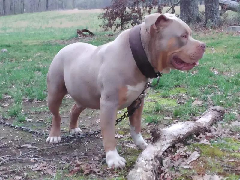 American Bully, a 88% match to Rache