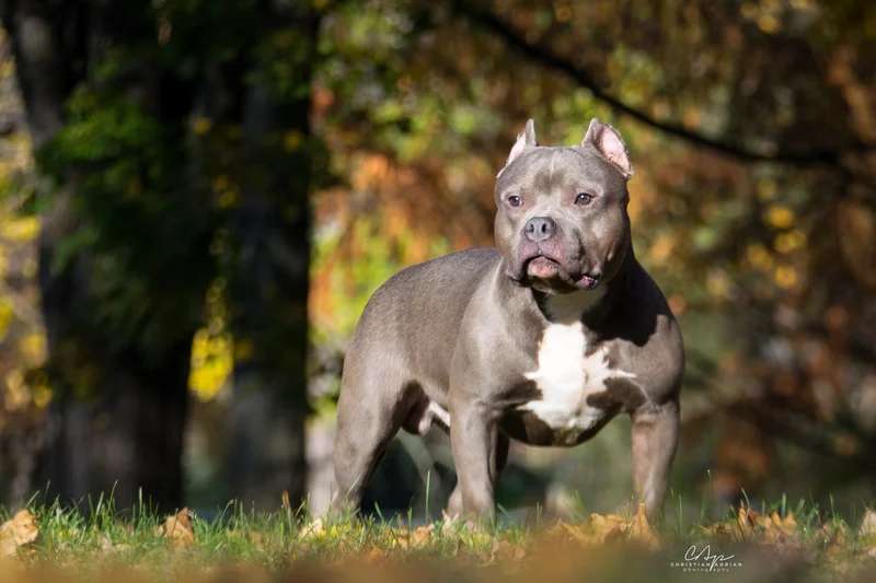 American Bully photo thumbnail 3