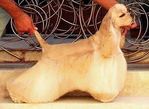American Cocker Spaniel photo thumbnail 1