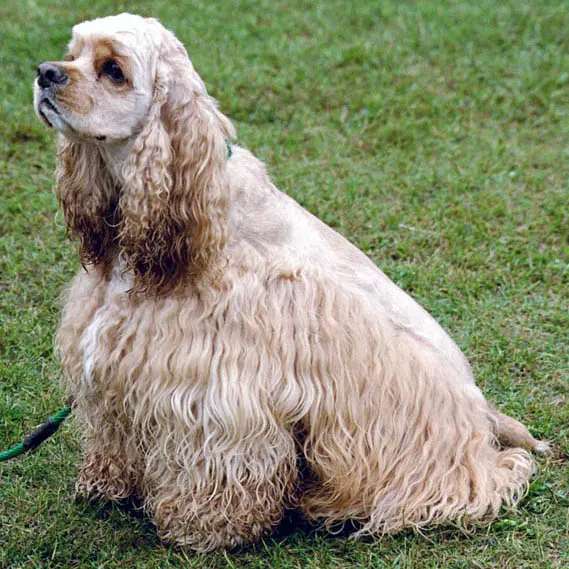 American Cocker Spaniel photo thumbnail 2