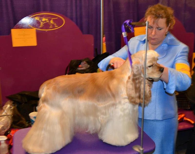 American Cocker Spaniel, a 86% match to German Spitz