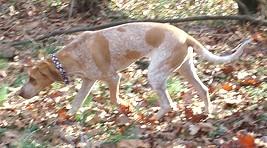 American English Coonhound, a 90% match to Kanni