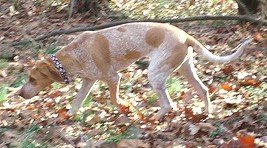 American English Coonhound - Hound breed known for being Affectionate and Energetic