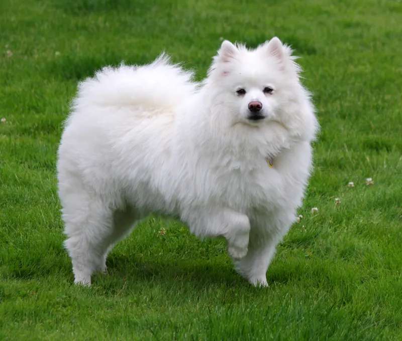 American Eskimo Dog photo thumbnail 1