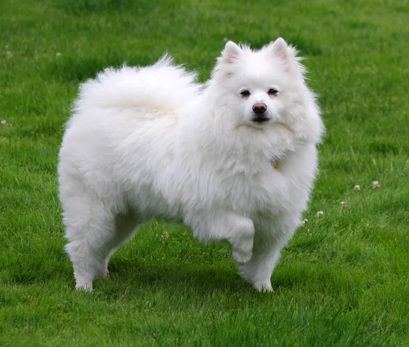 American Eskimo Dog, a 87% match to Xoloitzcuintli