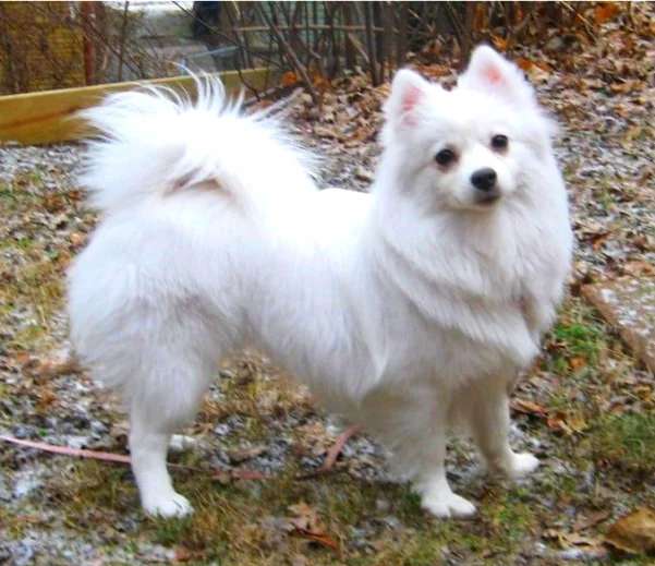 American Eskimo Dog photo thumbnail 3