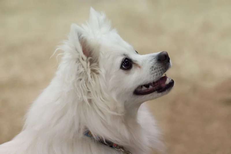 American Eskimo Dog photo thumbnail 4