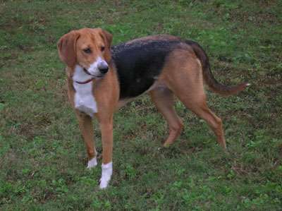 American Foxhound photo thumbnail 2