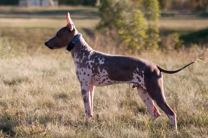American Hairless Terrier photo thumbnail 2