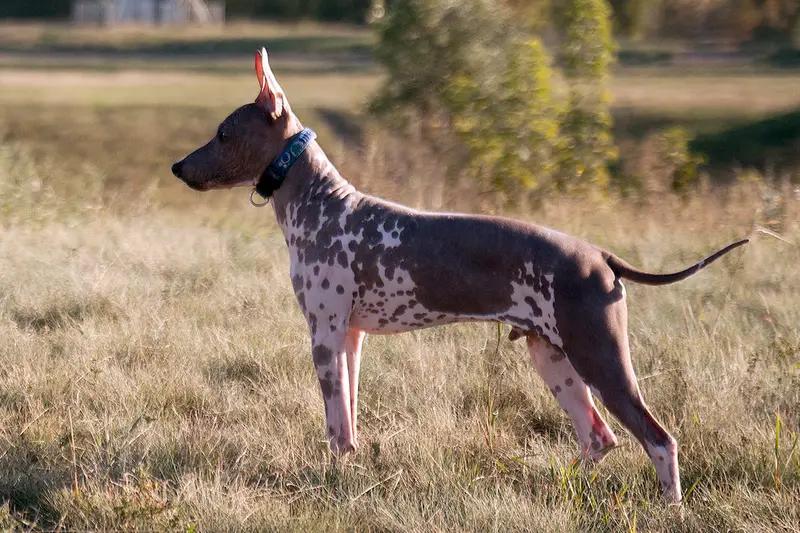 American Hairless Terrier, a 85% match to Poodle
