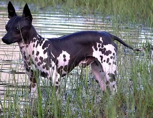American Hairless Terrier photo thumbnail 3