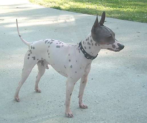 American Hairless Terrier photo thumbnail 4