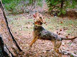 American Leopard Hound photo thumbnail 1