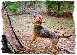 American Leopard Hound, a 88% match to Treeing Feist