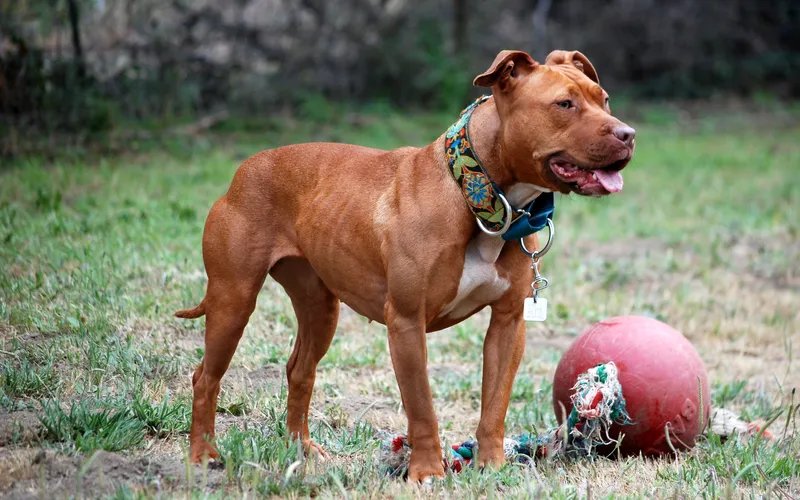 American Pit Bull Terrier - Molosser breed known for being Affectionate and Energetic