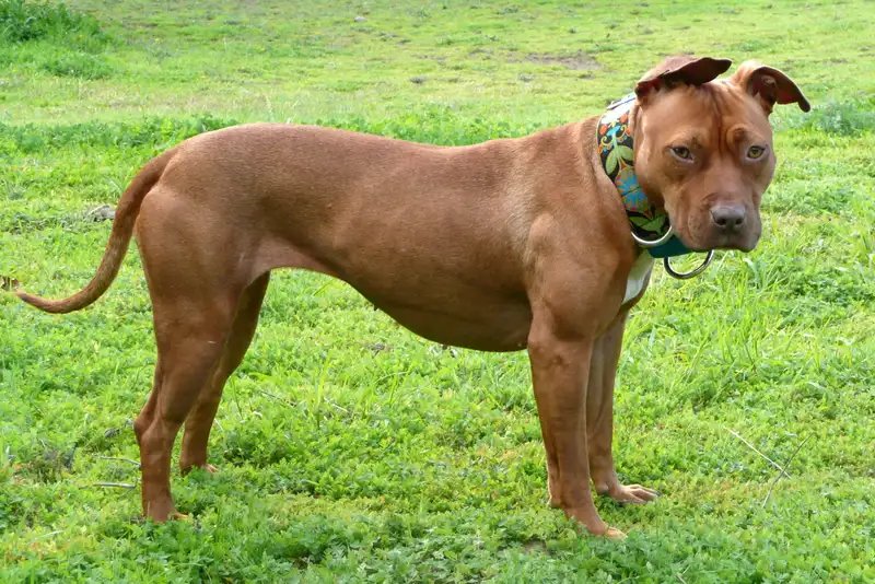 American Pit Bull Terrier - Molosser breed, Affectionate and Energetic