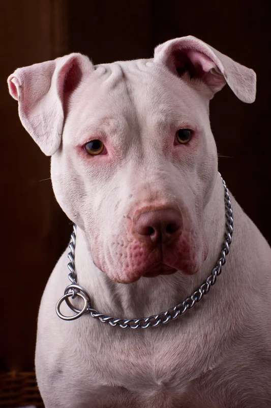 American Pit Bull Terrier photo thumbnail 3