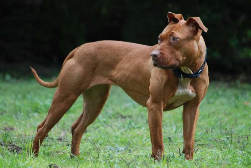 American Pit Bull Terrier photo thumbnail 4