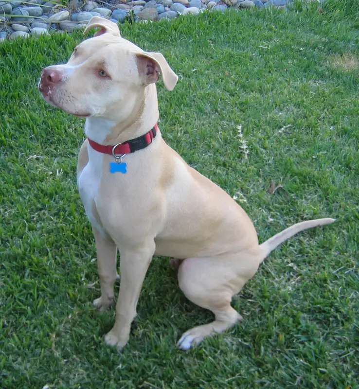American Pit Bull Terrier photo thumbnail 5