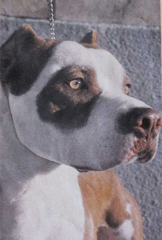 American Pit Bull Terrier photo thumbnail 6