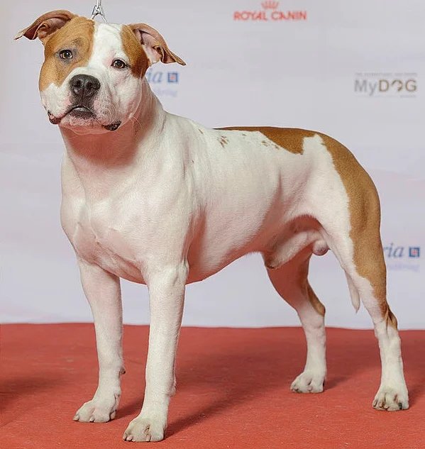American Staffordshire Terrier - The American Staffordshire Terrier, or Amstaff, is a medium-sized, muscular breed known for its loyalty, intelligence, and affectionate nature. Originally bred for bull-baiting, they are now cherished family companions, excelling in various activities and known for their playful demeanor.