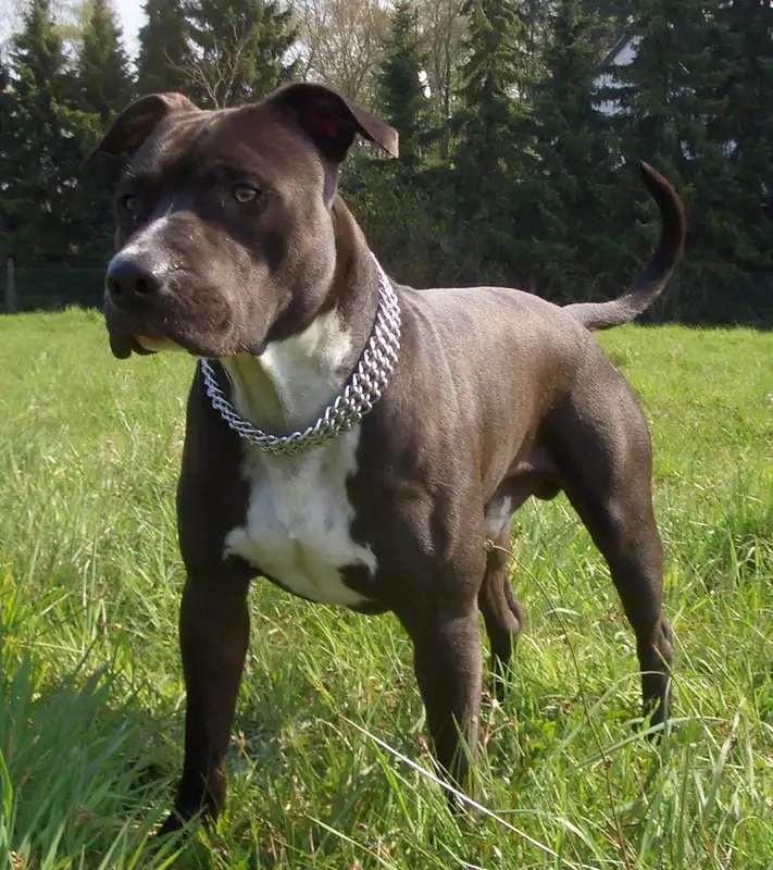 American Staffordshire Terrier photo thumbnail 2